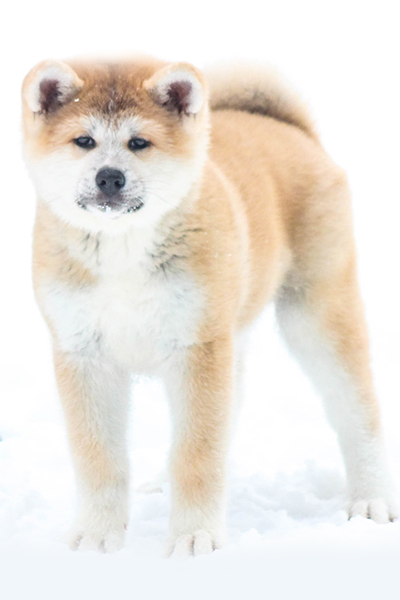 B'Namiko Go Raion No Shinsei